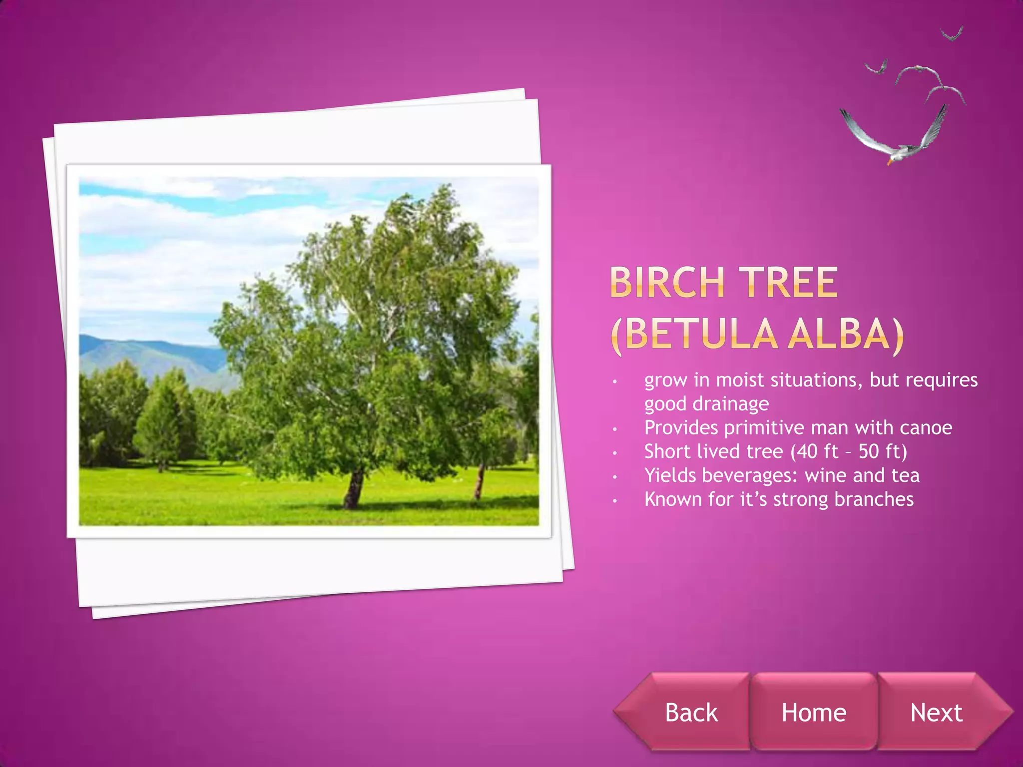 •   grow in moist situations, but requires
    good drainage
•   Provides primitive man with canoe
•   Short lived tree (40 ft – 50 ft)
•   Yields beverages: wine and tea
•   Known for it’s strong branches




      Back         Home           Next
 