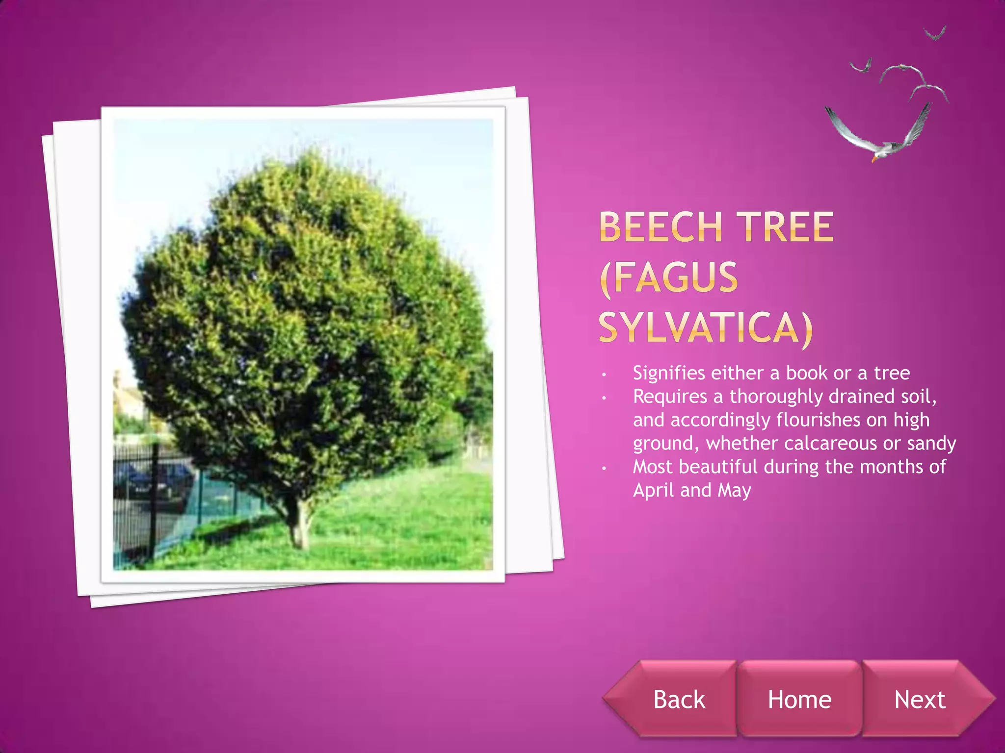 •   Signifies either a book or a tree
•   Requires a thoroughly drained soil,
    and accordingly flourishes on high
    ground, whether calcareous or sandy
•   Most beautiful during the months of
    April and May




      Back        Home          Next
 