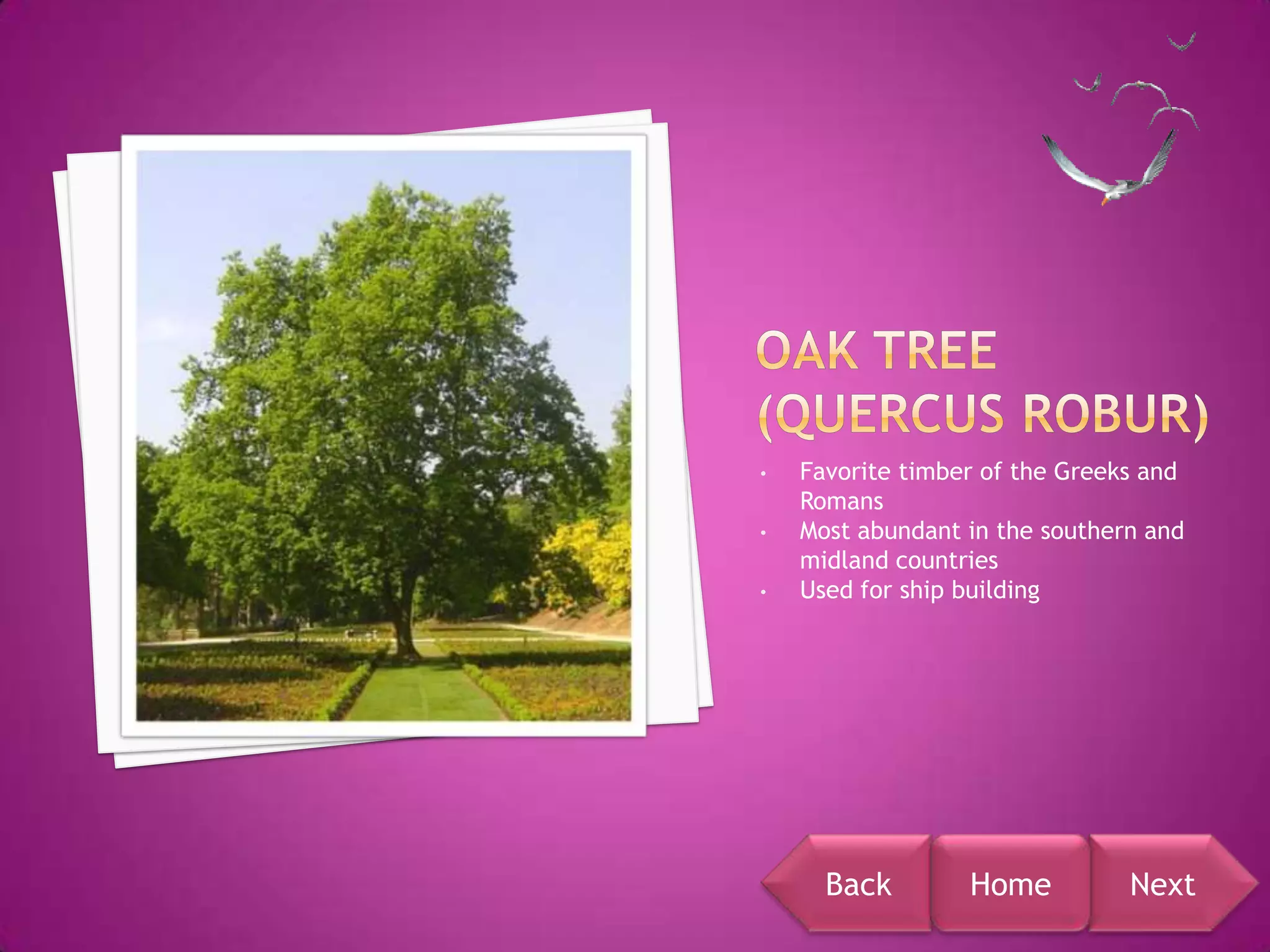 •   Favorite timber of the Greeks and
    Romans
•   Most abundant in the southern and
    midland countries
•   Used for ship building




      Back        Home          Next
 