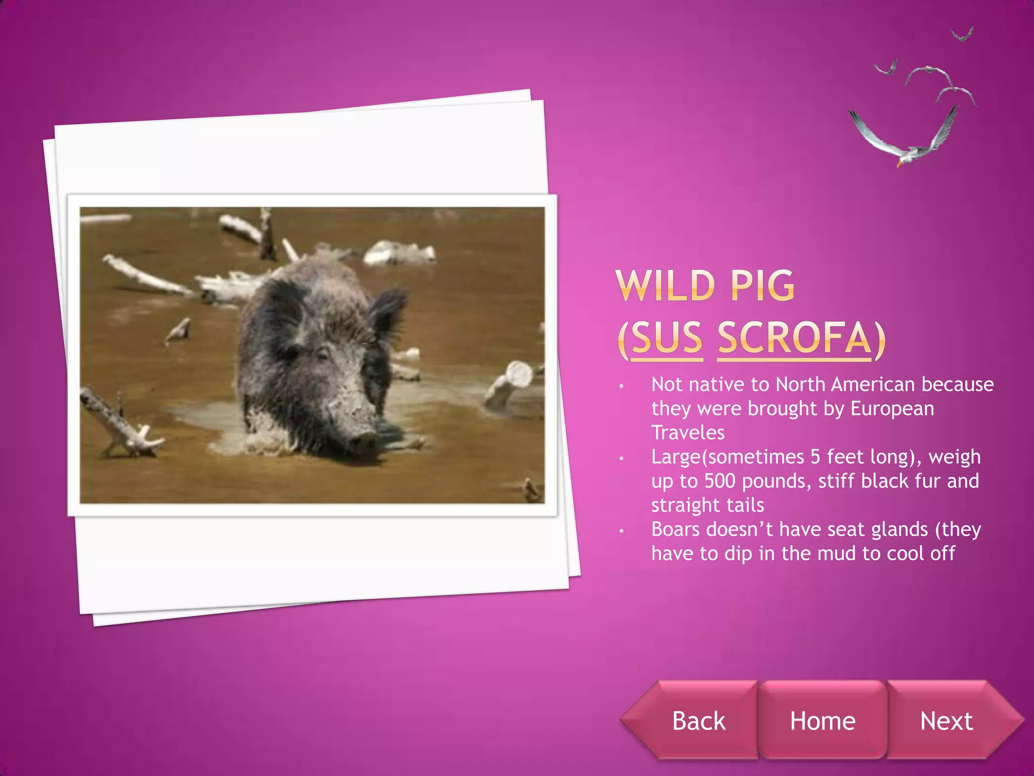 •   Not native to North American because
    they were brought by European
    Traveles
•   Large(sometimes 5 feet long), weigh
    up to 500 pounds, stiff black fur and
    straight tails
•   Boars doesn’t have seat glands (they
    have to dip in the mud to cool off




      Back        Home          Next
 