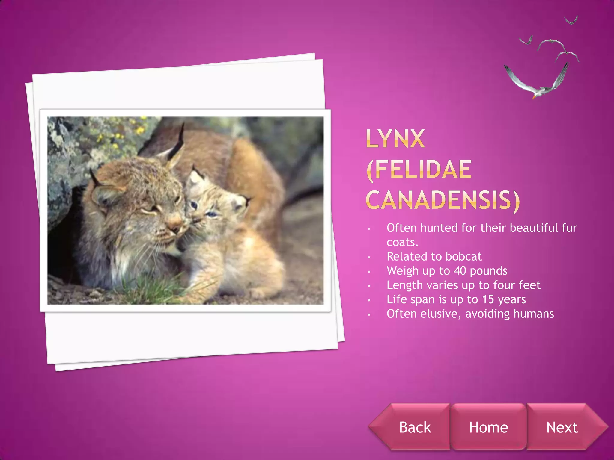 •   Often hunted for their beautiful fur
    coats.
•   Related to bobcat
•   Weigh up to 40 pounds
•   Length varies up to four feet
•   Life span is up to 15 years
•   Often elusive, avoiding humans




      Back         Home           Next
 