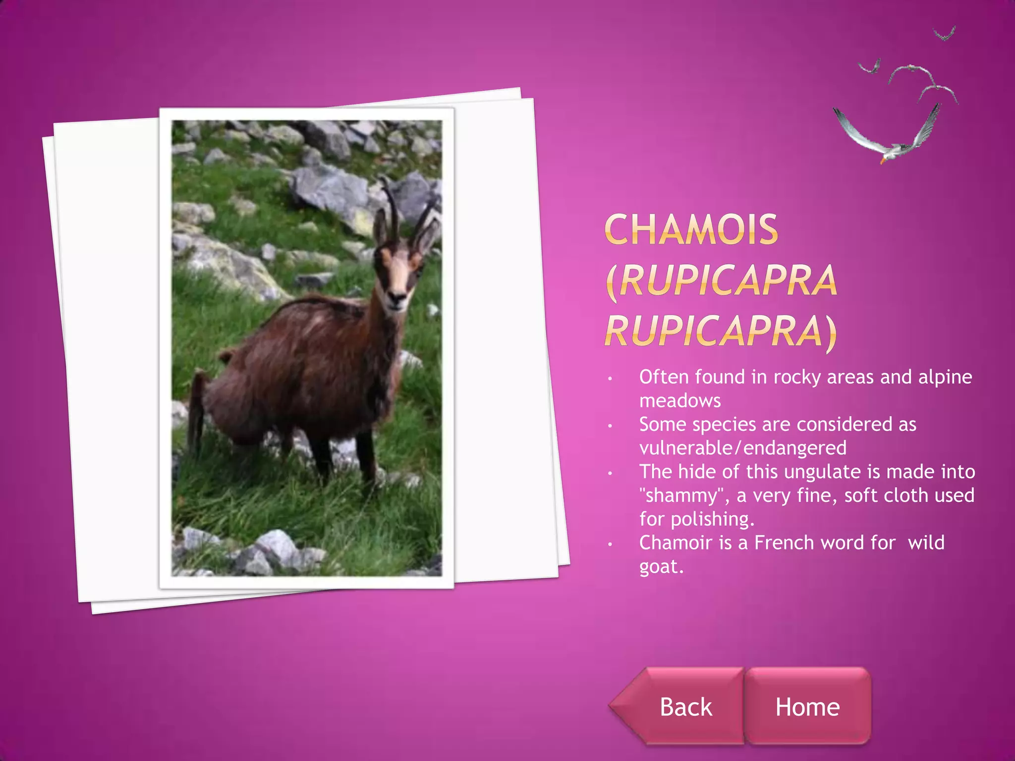 •   Often found in rocky areas and alpine
    meadows
•   Some species are considered as
    vulnerable/endangered
•   The hide of this ungulate is made into
    "shammy", a very fine, soft cloth used
    for polishing.
•   Chamoir is a French word for wild
    goat.




      Back         Home
 