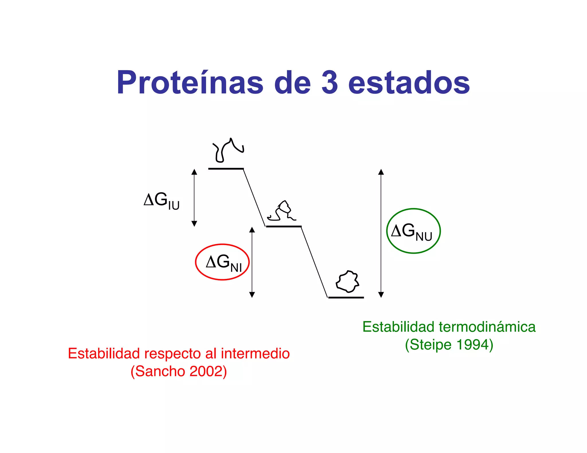 Proteínas de 3 estados


           ΔGIU
                                         ΔGNU
                     ΔGNI


                                     Estabilidad termodinámica
                                           (Steipe 1994)
Estabilidad respecto al intermedio
          (Sancho 2002)
 