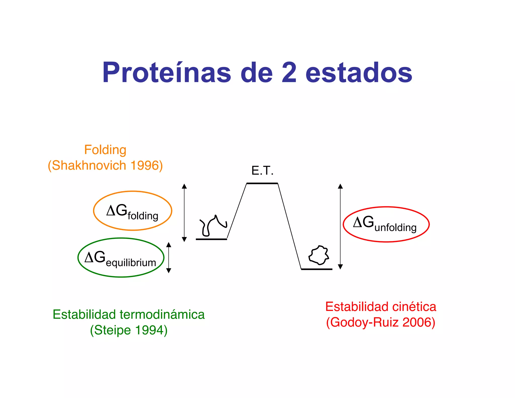 Proteínas de 2 estados

     Folding
(Shakhnovich 1996)          E.T.


         ΔGfolding
                                       ΔGunfolding

     ΔGequilibrium


                                   Estabilidad cinética
Estabilidad termodinámica
                                   (Godoy-Ruiz 2006)
      (Steipe 1994)
 
