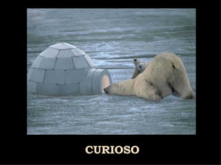 CURIOSO 