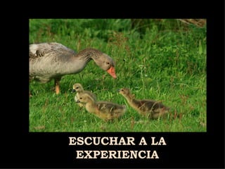 ESCUCHAR A LA EXPERIENCIA 