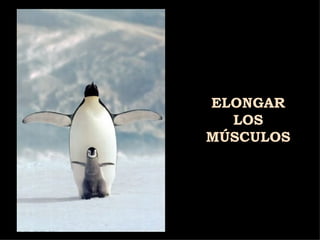 ELONGAR LOS MÚSCULOS 