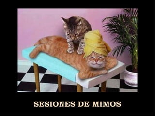 SESIONES DE MIMOS 