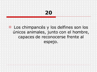20 Los chimpancés y los delfines son los únicos animales, junto con el hombre, capaces de reconocerse frente al espejo. 