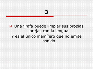 3 Una jirafa puede limpiar sus propias orejas con la lengua Y es el único mamífero que no emite sonido 