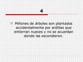 4 Millones de árboles son plantados accidentalmente por ardillas que entierran nueces y no se acuerdan donde las escondieron. 