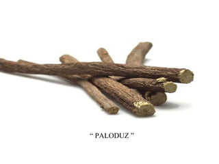 “ PALODUZ ”

 