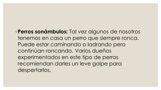 ◦Perros sonámbulos: Tal vez algunos de nosotros
tenemos en casa un perro que siempre ronca.
Puede estar caminando o ladrando pero
continúan roncando. Varios dueños
experimentados en este tipo de perros
recomiendan darles un leve golpe para
despertarlos.