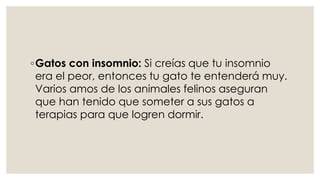 ◦Gatos con insomnio: Si creías que tu insomnio
era el peor, entonces tu gato te entenderá muy.
Varios amos de los animales felinos aseguran
que han tenido que someter a sus gatos a
terapias para que logren dormir.