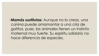 ◦Mamás sustitutas: Aunque no lo creas, una
canina puede amamantar a una cría de
gatitos, pues, los animales tienen un instinto
maternal muy fuerte. Su espíritu solidario no
hace diferencia de especies.