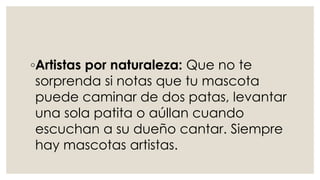 ◦Artistas por naturaleza: Que no te
sorprenda si notas que tu mascota
puede caminar de dos patas, levantar
una sola patita o aúllan cuando
escuchan a su dueño cantar. Siempre
hay mascotas artistas.