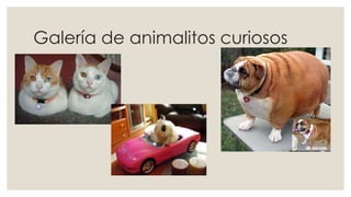 Galería de animalitos curiosos