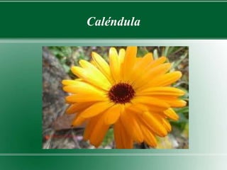 Caléndula 
 