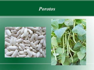 Porotos 
 