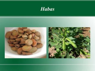 Habas 
 