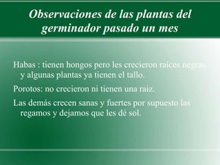 Observaciones de las plantas del 
germinador pasado un mes 
Habas : tienen hongos pero les crecieron raíces negras 
y algunas plantas ya tienen el tallo. 
Porotos: no crecieron ni tienen una raiz. 
Las demás crecen sanas y fuertes por supuesto las 
regamos y dejamos que les dé sol. 
 
