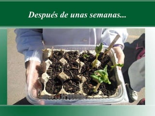 Después de unas semanas... 
 