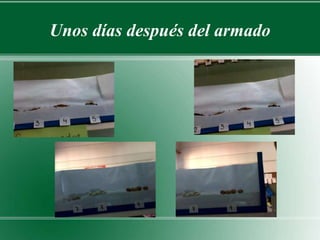 Unos días después del armado 
 