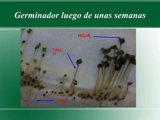 Germinador luego de unas semanas 
HOJA 
TALL 
O 
RAÍZ 
 