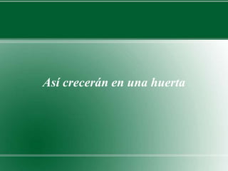 Así crecerán en una huerta 
 