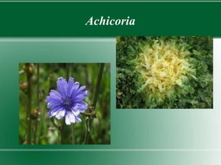 Achicoria 
 