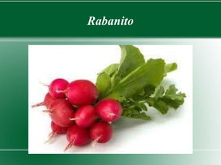 Rabanito 
 