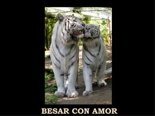 BESAR CON AMOR 
