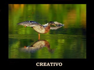 CREATIVO 