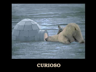 CURIOSO 