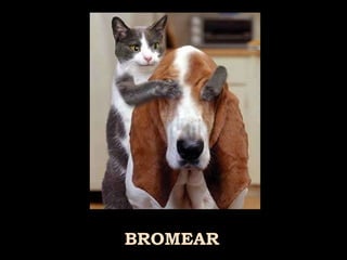 BROMEAR  