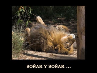 SOÑAR Y SOÑAR  ... 