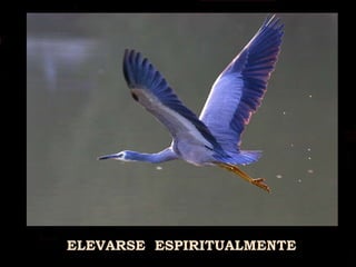ELEVARSE  ESPIRITUALMENTE 