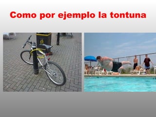 Como por ejemplo la tontuna 