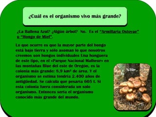 ¿Cuál es el organismo vivo más grande?
¿La Ballena Azul? ¿Algún árbol? No. Es el “Armillaria Ostoyae”
u “Hongo de Miel”.
Lo que ocurre es que la mayor parte del hongo
está bajo tierra y sólo asoman lo que nosotros
creemos son hongos individuales Una honguera
de este tipo, en el «Parque Nacional Malheur» en
las montañas Blue del este de Oregón, es la
colonia más grande: 8,9 km² de área. Y el
organismo se estima tendría 2.400 años de
antigüedad. Se calcula que pesaría 605 t. Si
esta colonia fuera considerada un solo
organismo. Entonces sería el organismo
conocido más grande del mundo.

 