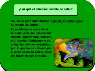 ¿Por qué el amaleón cambia de color?

No, no es para mimetizarse. Cambia de color según
su estado de ánimo.
El problema es que ante la
mínima variación emocional
(miedo, agresividad, hambre,
etc) cambia rápidamente su
color, tan sólo en segundos,
por lo que no es extraño que
a veces coincida con el color
del lugar en que se halla.

 