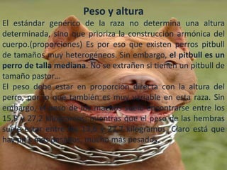 Peso y altura
El estándar genérico de la raza no determina una altura
determinada, sino que prioriza la construcción armónica del
cuerpo.(proporciones) Es por eso que existen perros pitbull
de tamaños muy heterogéneos. Sin embargo, el pitbull es un
perro de talla mediana. No se extrañen si tienen un pitbull de
tamaño pastor…
El peso debe estar en proporción directa con la altura del
perro, por lo que también es muy variable en esta raza. Sin
embargo, el peso de los machos suele encontrarse entre los
15,9 y 27,2 kilogramos; mientras que el peso de las hembras
suele estar entre los 13,6 y 22,7 kilogramos. Claro está que
hay pit’s mas pesados, mucho más pesados.
 