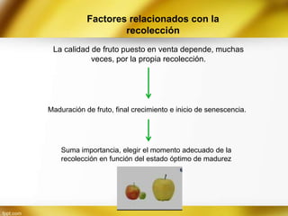 Factores relacionados con la
recolección
La calidad de fruto puesto en venta depende, muchas
veces, por la propia recolección.

Maduración de fruto, final crecimiento e inicio de senescencia.

Suma importancia, elegir el momento adecuado de la
recolección en función del estado óptimo de madurez

 