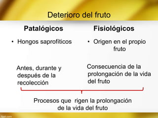 Deterioro del fruto
Patalógicos
• Hongos saprofíticos

Antes, durante y
después de la
recolección

Fisiológicos
• Origen en el propio
fruto
Consecuencia de la
prolongación de la vida
del fruto

Procesos que rigen la prolongación
de la vida del fruto

 