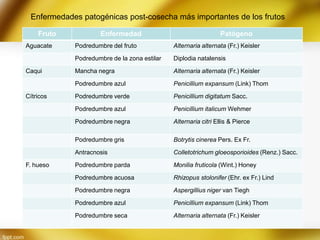 Enfermedades patogénicas post-cosecha más importantes de los frutos
Fruto
Aguacate

Enfermedad

Patógeno

Mancha negra

Alternaria alternata (Fr.) Keisler
Penicillium expansum (Link) Thom

Podredumbre verde

Penicillium digitatum Sacc.

Podredumbre azul

Penicillium italicum Wehmer

Podredumbre negra

Alternaria citri Ellis & Pierce

Podredumbre gris

Botrytis cinerea Pers. Ex Fr.

Antracnosis
F. hueso

Diplodia natalensis

Podredumbre azul
Cítricos

Alternaria alternata (Fr.) Keisler

Podredumbre de la zona estilar
Caqui

Podredumbre del fruto

Colletotrichum gloeosporioides (Renz.) Sacc.

Podredumbre parda

Monilia fruticola (Wint.) Honey

Podredumbre acuosa

Rhizopus stolonifer (Ehr. ex Fr.) Lind

Podredumbre negra

Aspergillius niger van Tiegh

Podredumbre azul

Penicillium expansum (Link) Thom

Podredumbre seca

Alternaria alternata (Fr.) Keisler

 