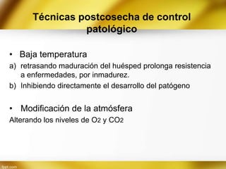 Técnicas postcosecha de control
patológico
• Baja temperatura
a) retrasando maduración del huésped prolonga resistencia
a enfermedades, por inmadurez.
b) Inhibiendo directamente el desarrollo del patógeno

• Modificación de la atmósfera
Alterando los niveles de O2 y CO2

 
