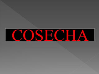 Cosecha