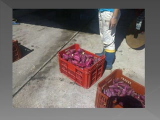 Cosecha