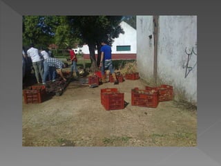Cosecha
