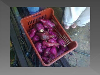 Cosecha