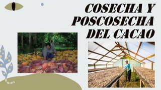 COSECHA Y
POSCOSECHA
DEL CACAO
 